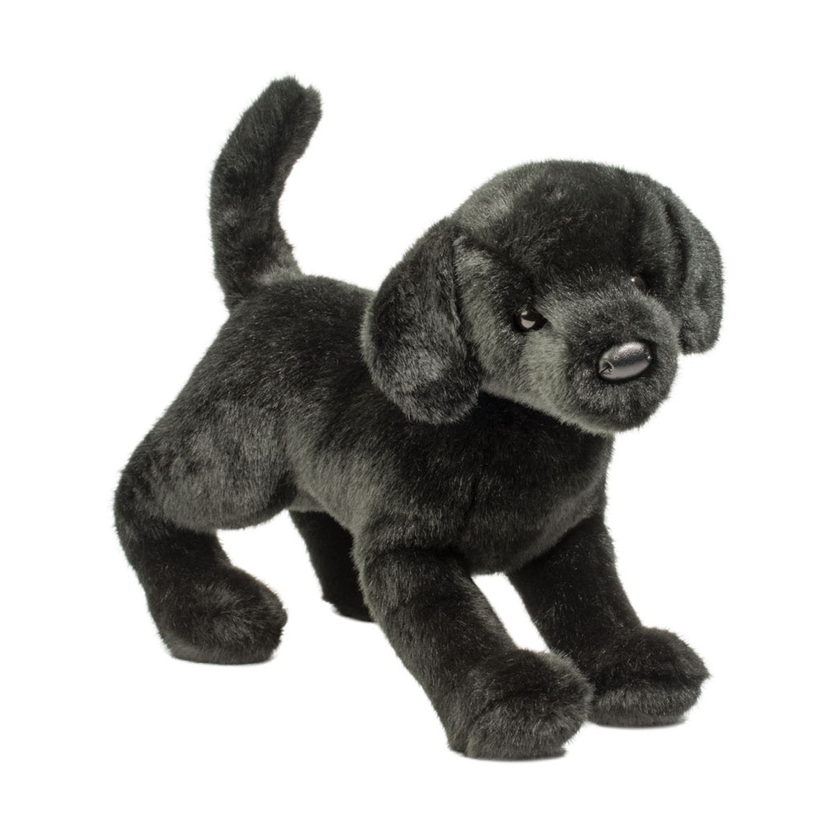 Chester Black Lab