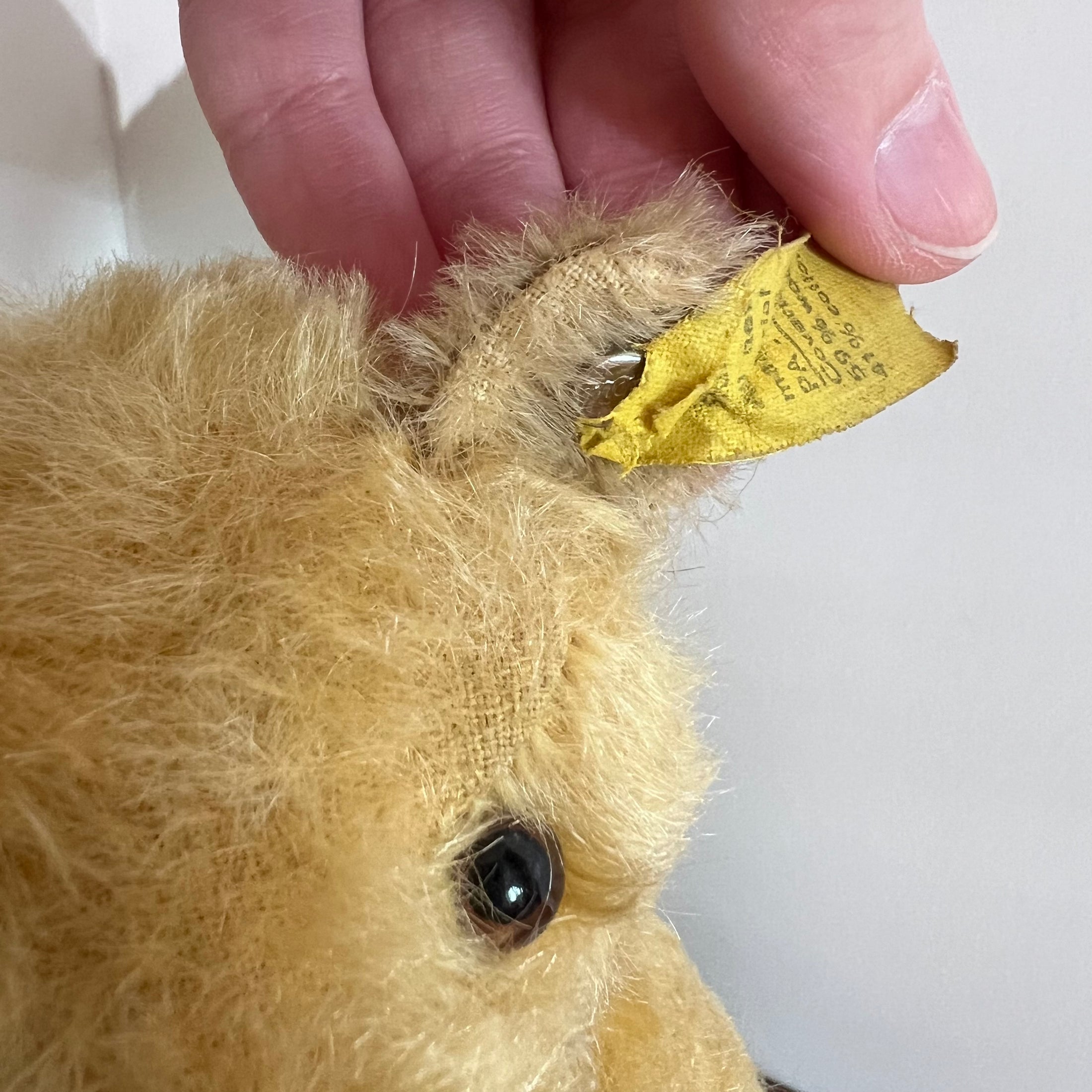 Steiff Teddybär aus den 50ern
