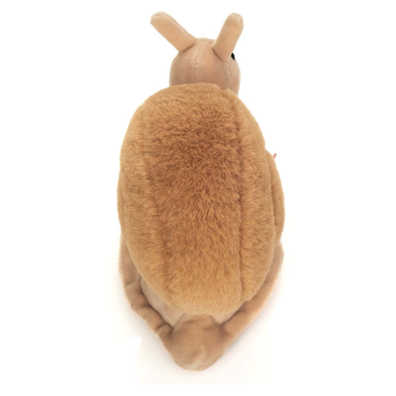 Snail Lotta
