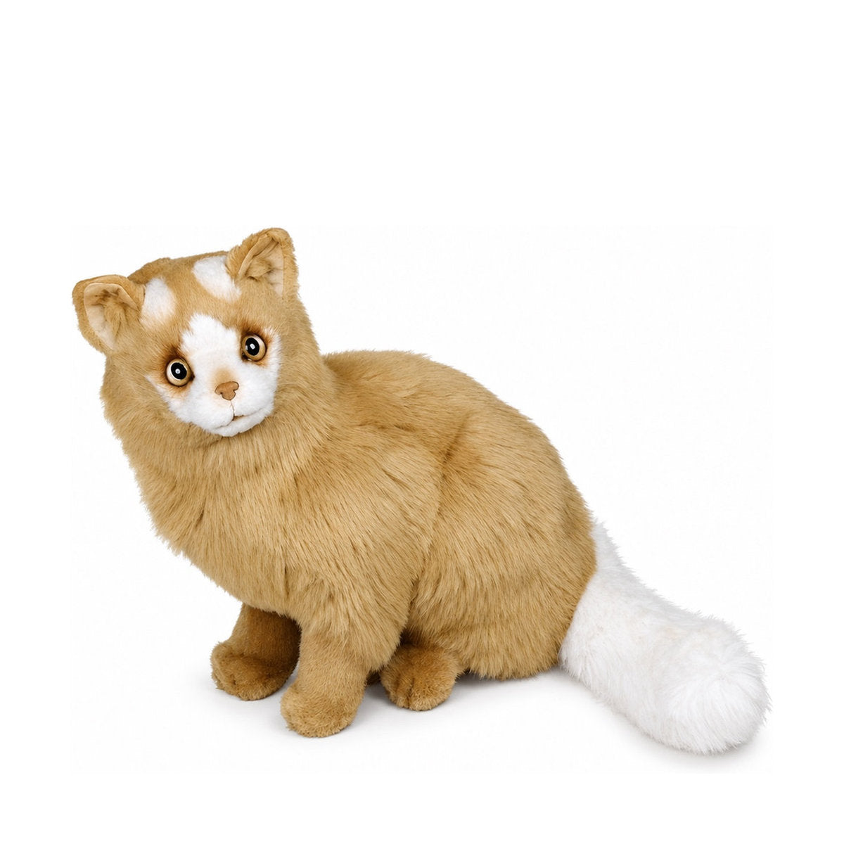 Piutrè Türkisch-Van-Katze rot-weiß