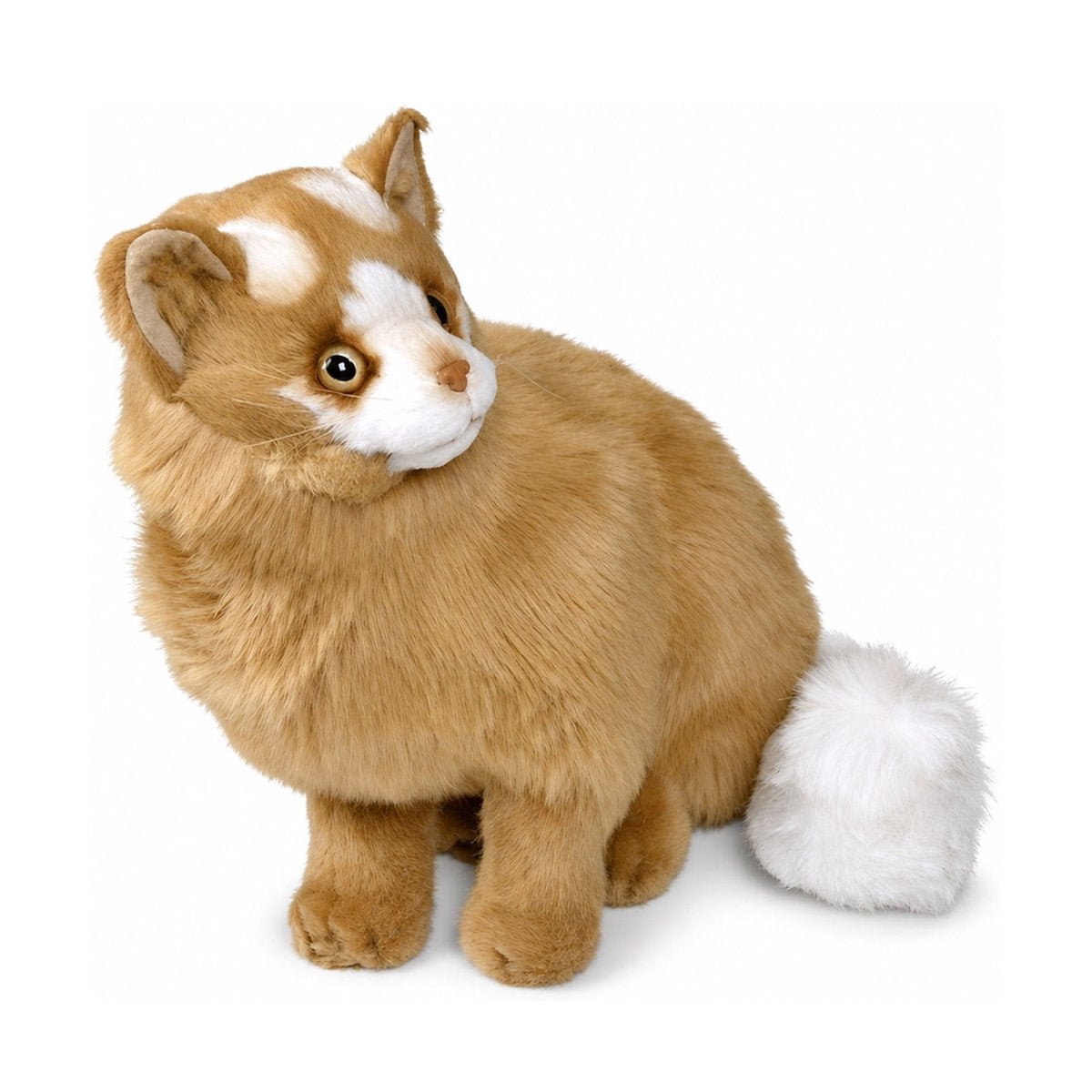 Piutrè Türkisch-Van-Katze rot-weiß