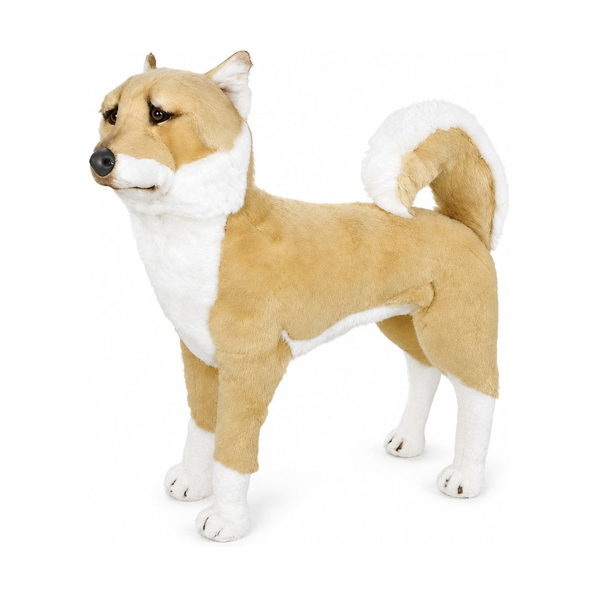 Piutrè Shiba Inu