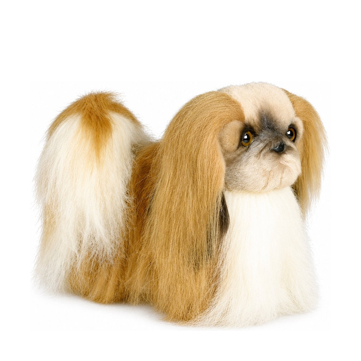 Piutrè Pekinese