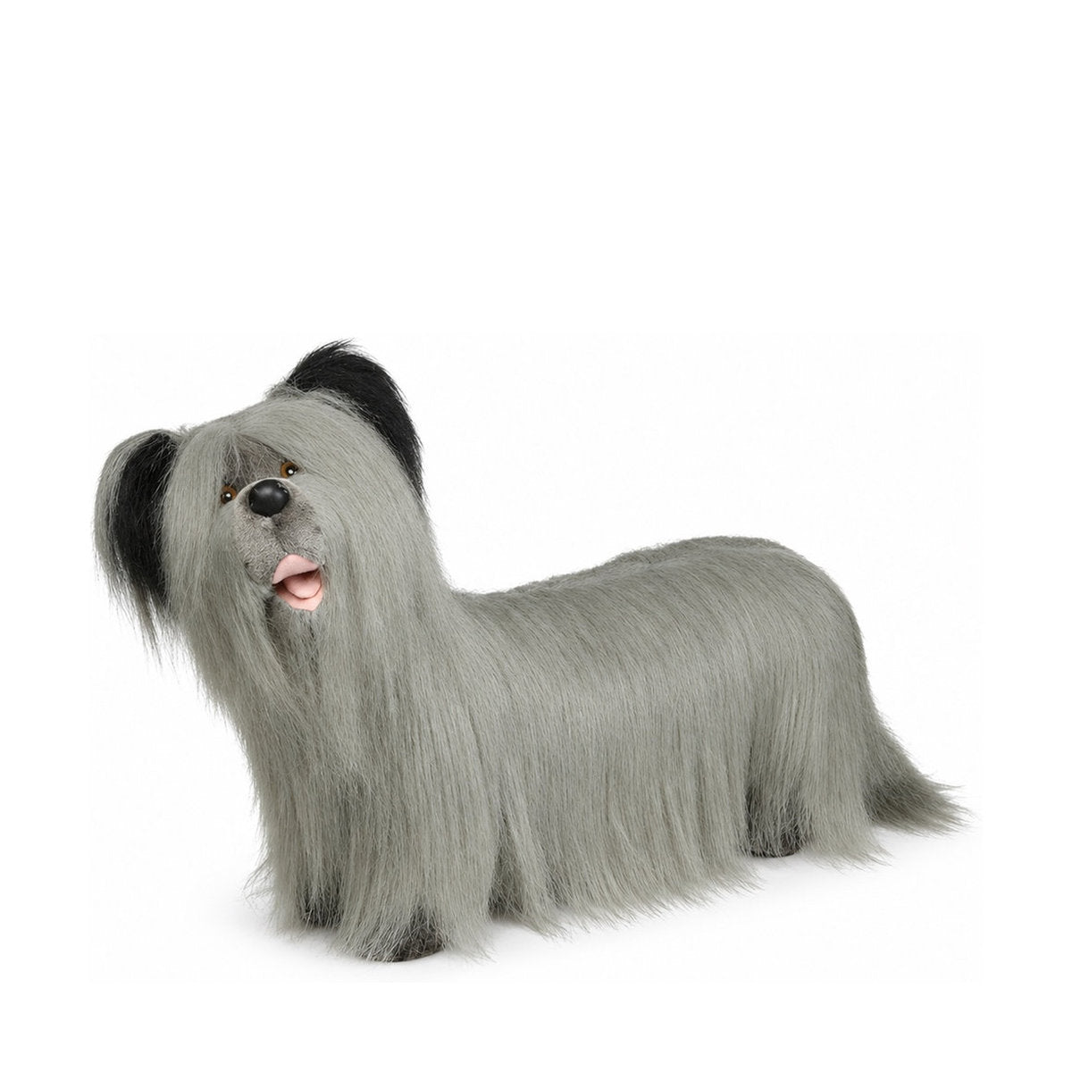 Piutrè Skye Terrier