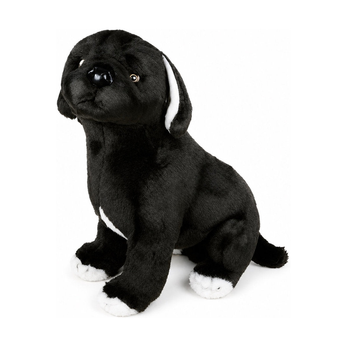 Piutrè Mastino Napoletano