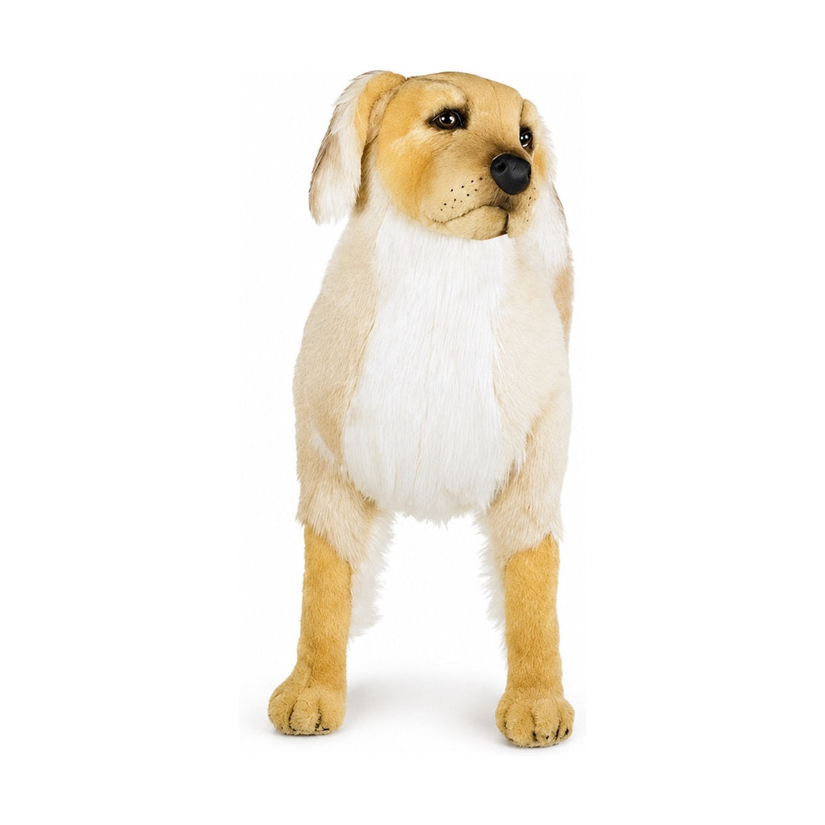 Piutrè Golden Retriever