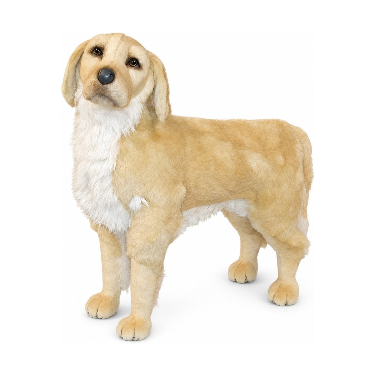 Piutrè Golden Retriever