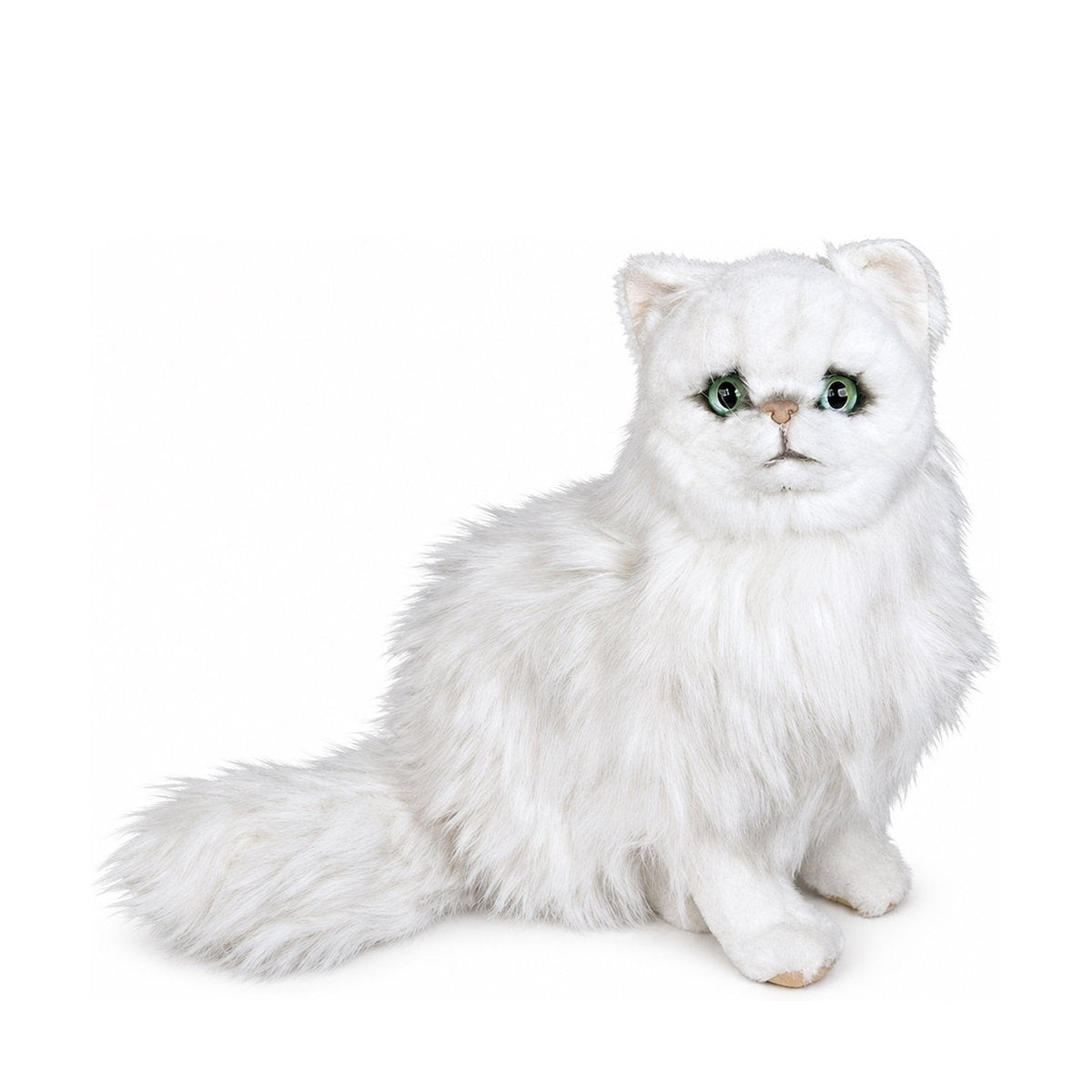 Piutrè Weiße Chinchilla-Perserkatze