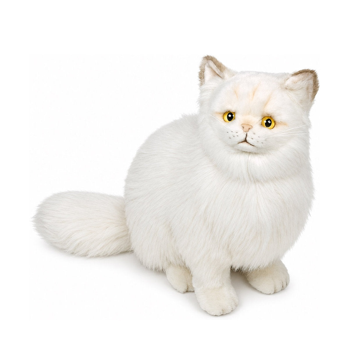 Piutrè Goldene Chinchilla-Perserkatze