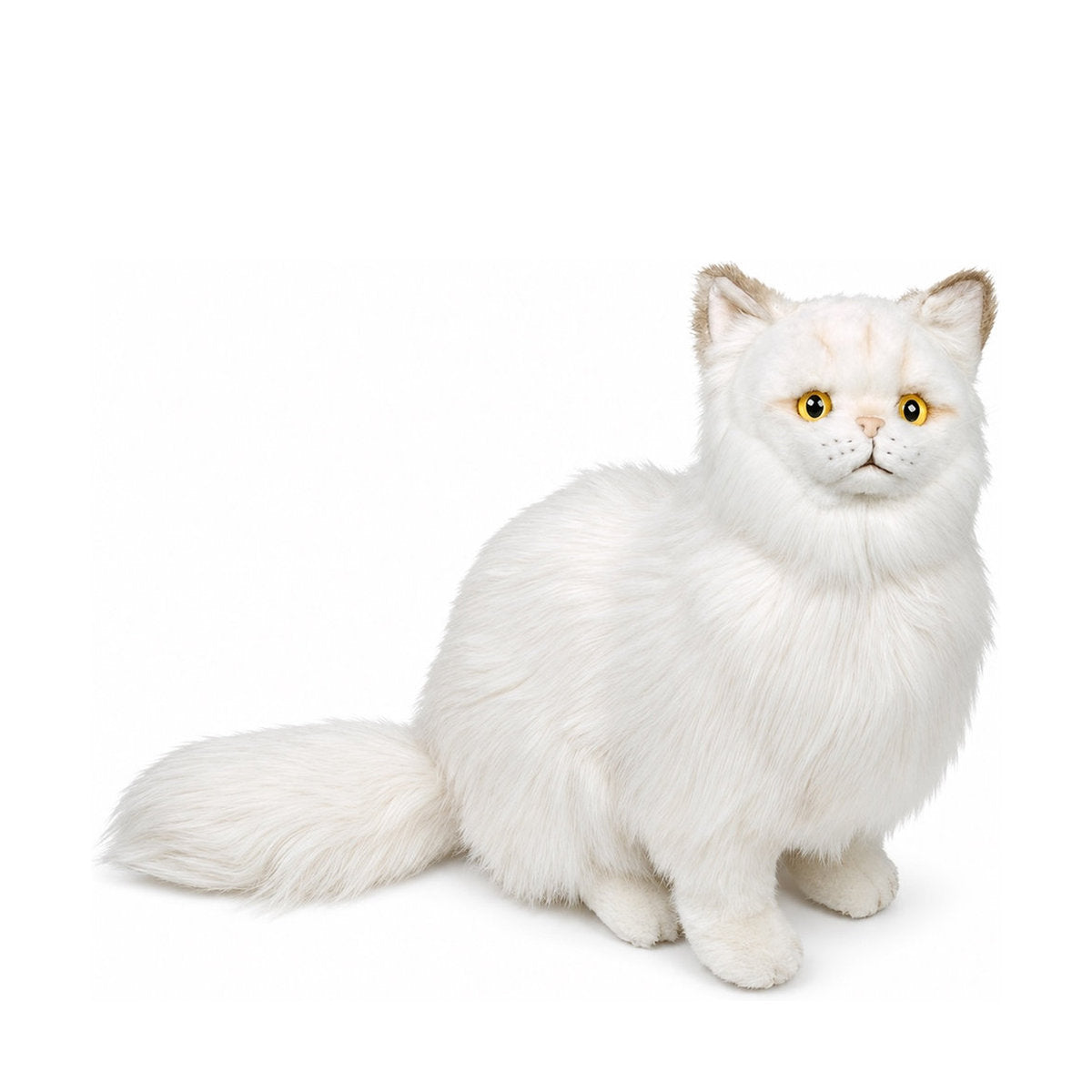 Piutrè Goldene Chinchilla-Perserkatze