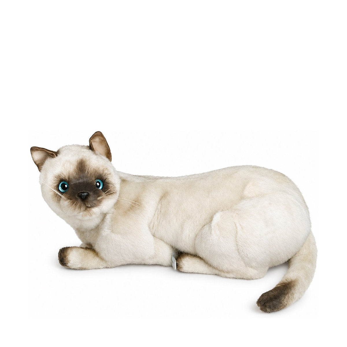 Piutrè Siamkatze