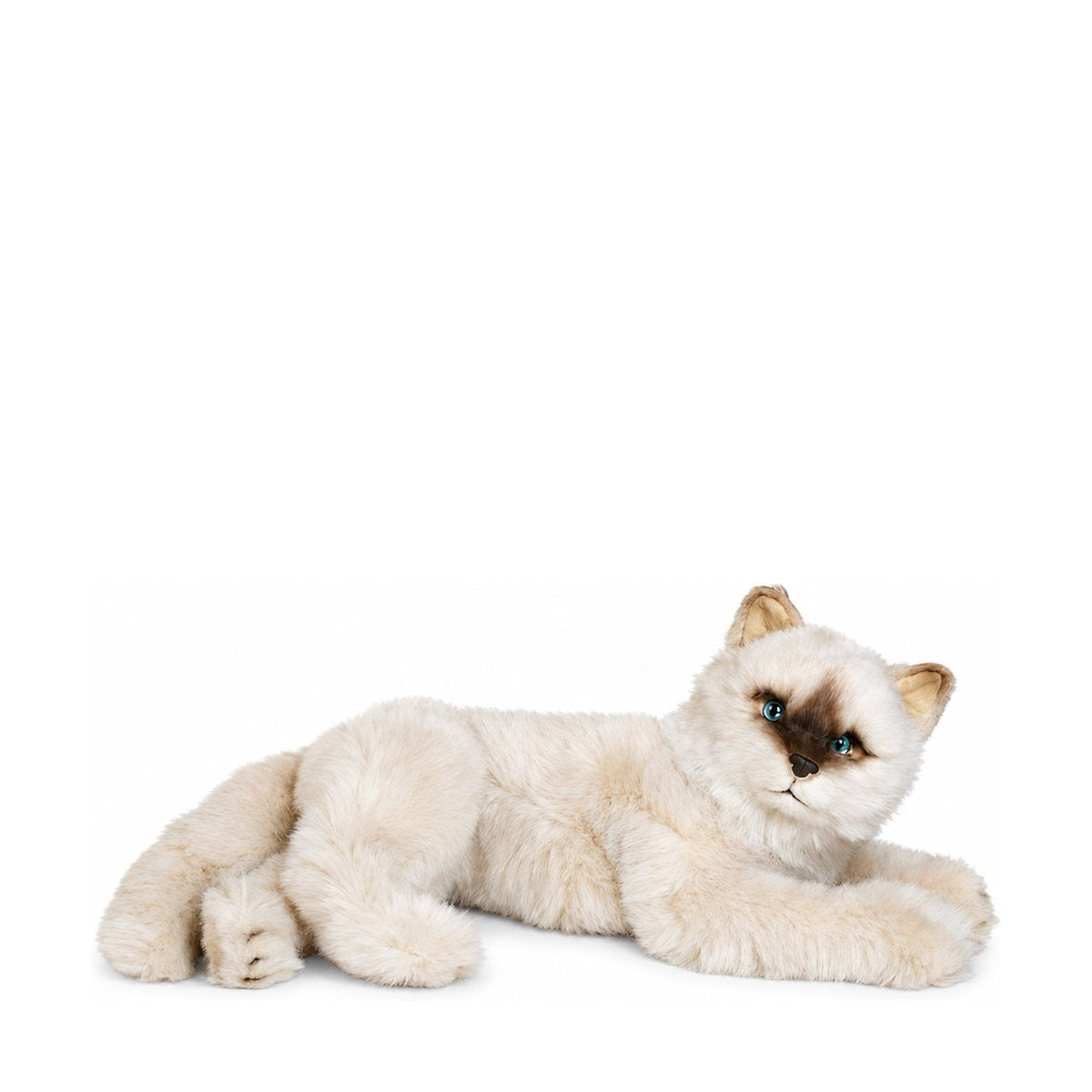 Piutrè Himalaya-Katze Seal Point