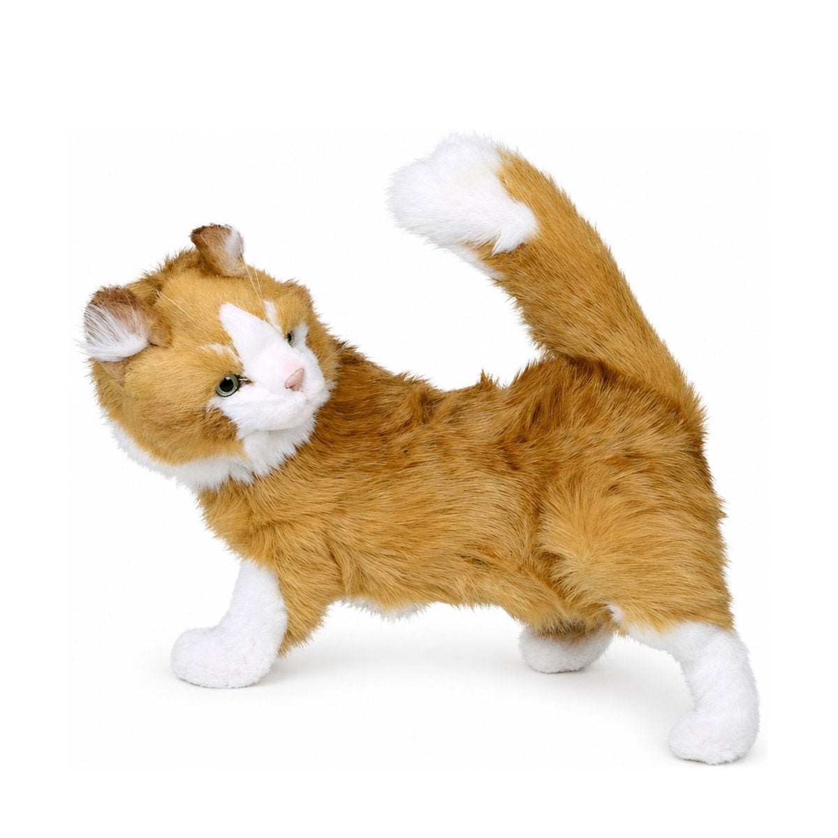 Piutrè Maine-Coon-Katze