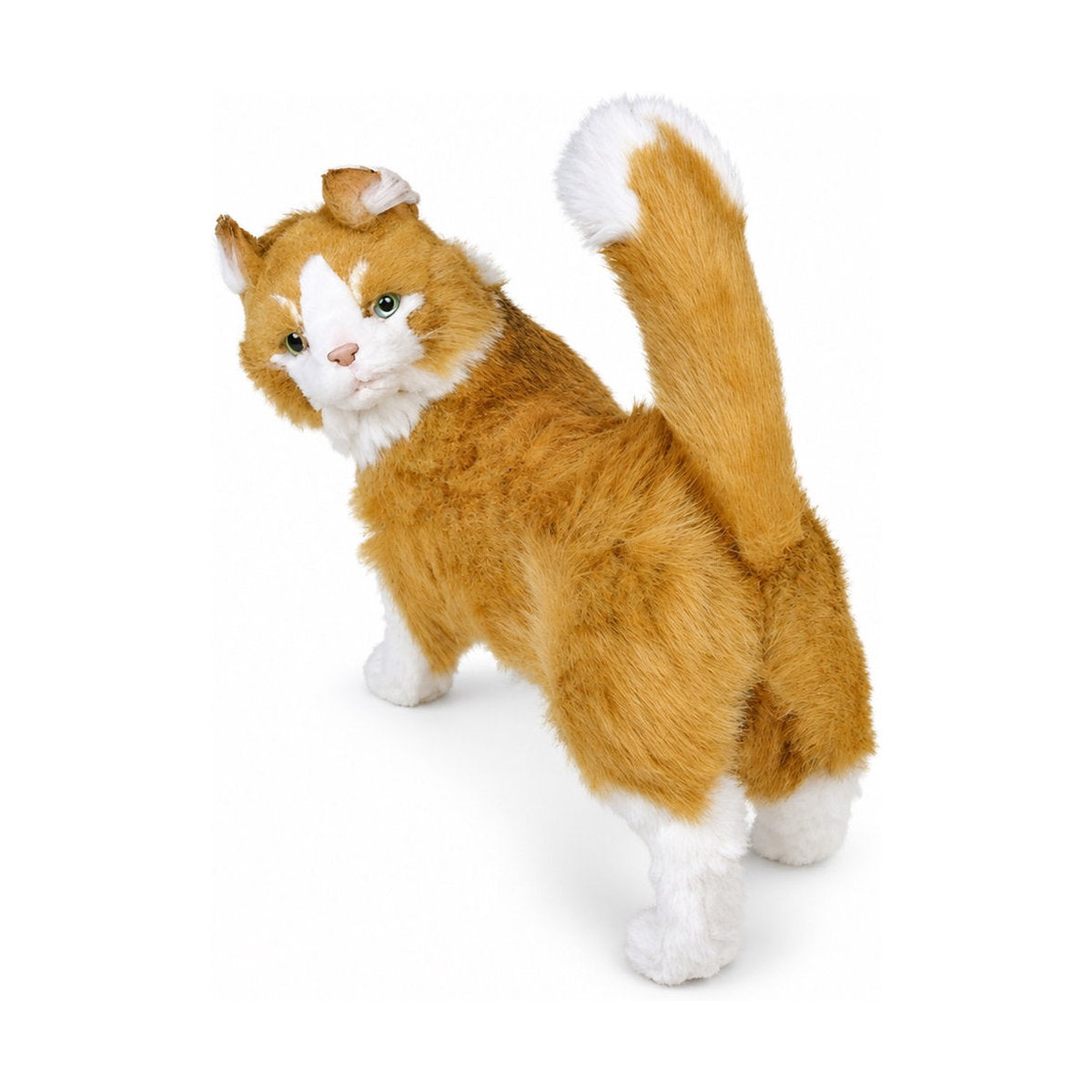 Piutrè Maine-Coon-Katze