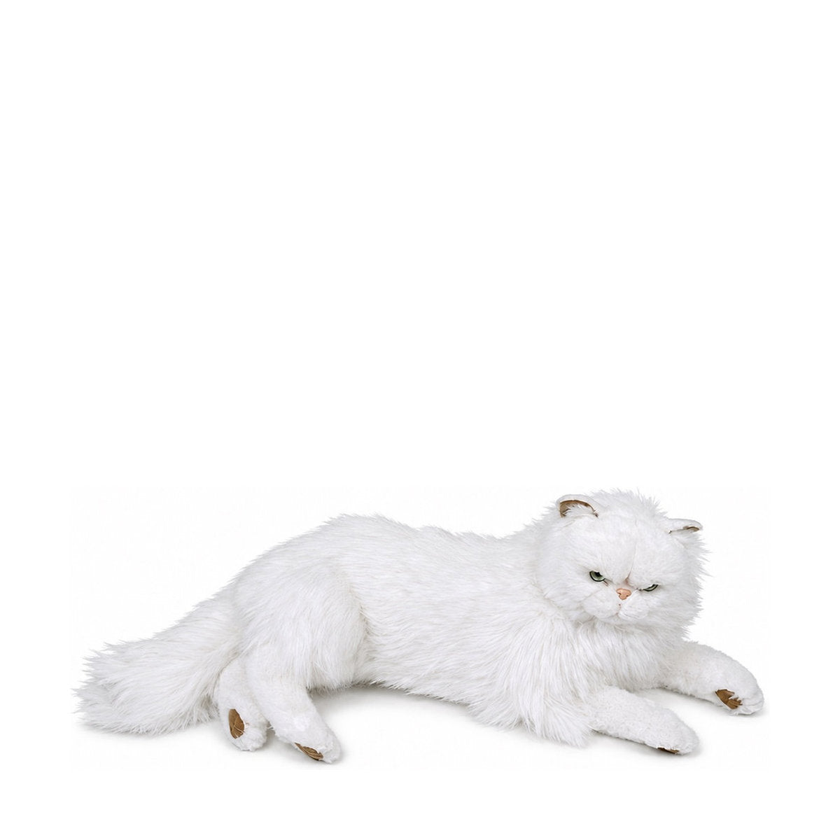 Piutrè Perserkatze weiß