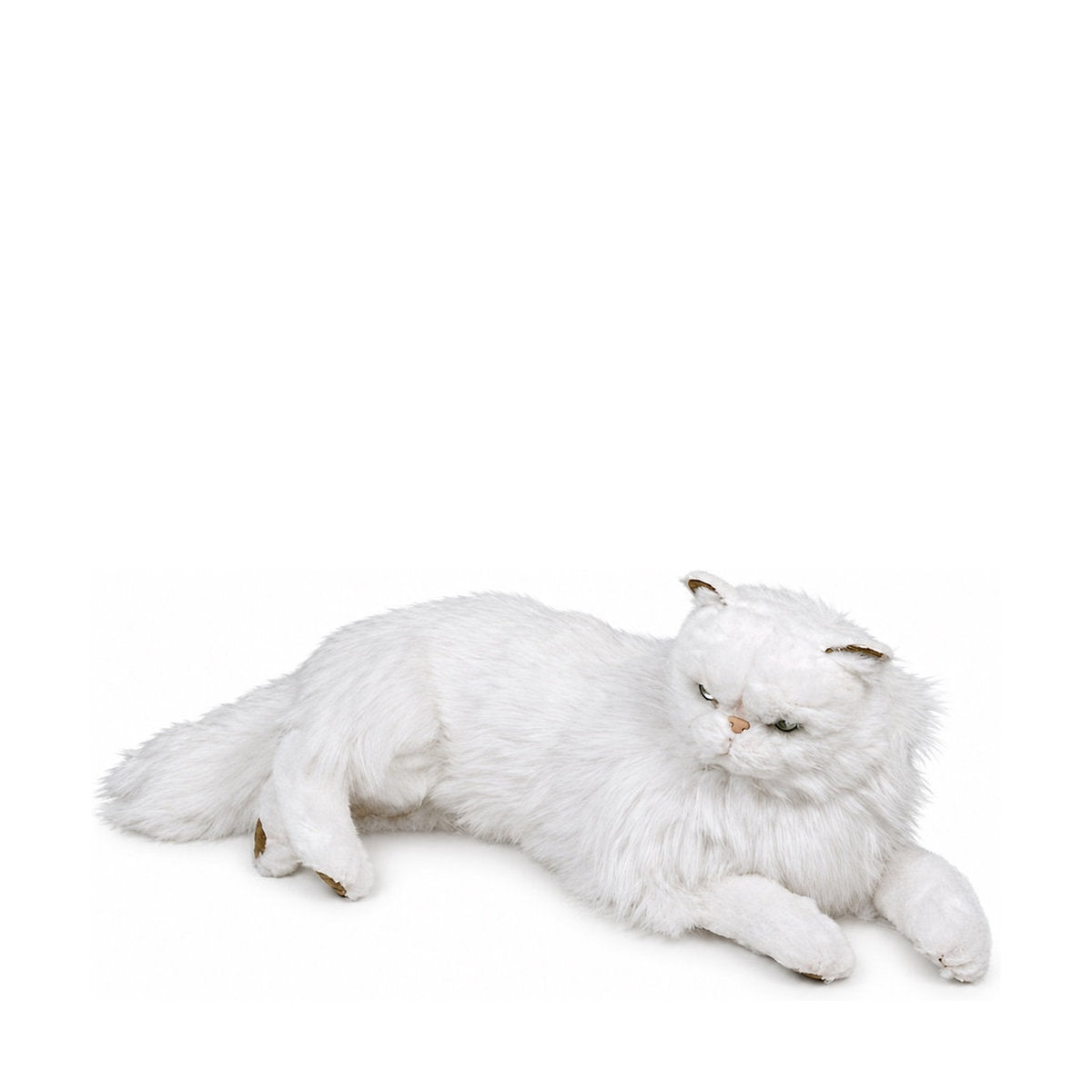 Piutrè Perserkatze weiß
