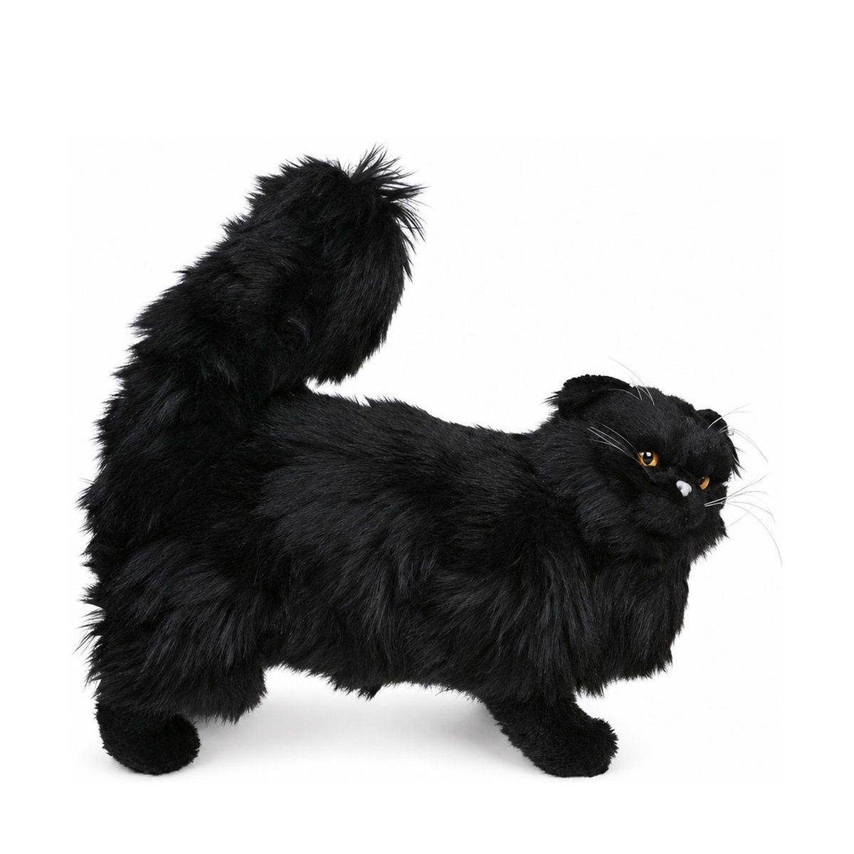 Piutrè Schwarze Perserkatze