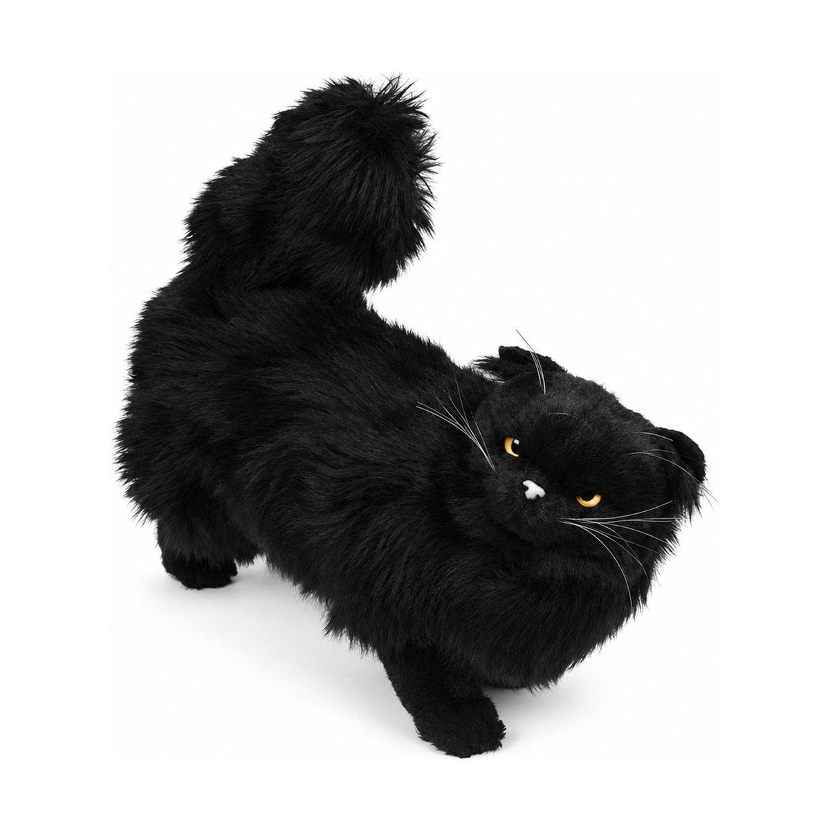 Piutrè Schwarze Perserkatze