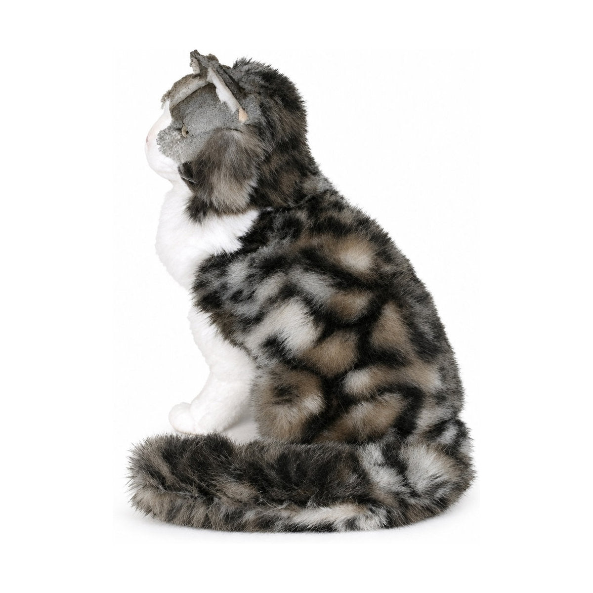 Piutrè Norwegische Waldkatze
