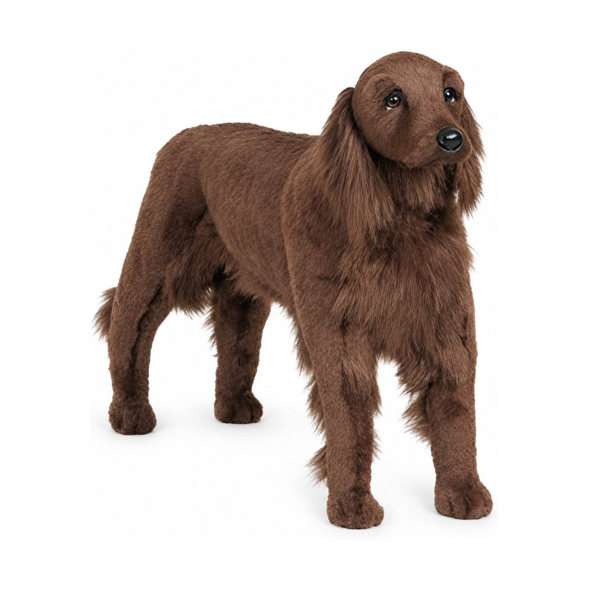 Piutrè Irischer Setter