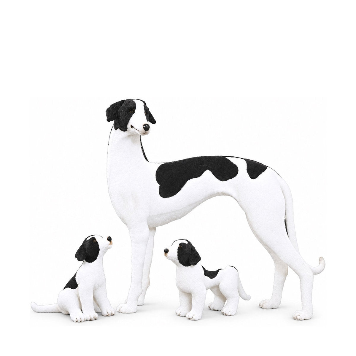 Piutrè Greyhound