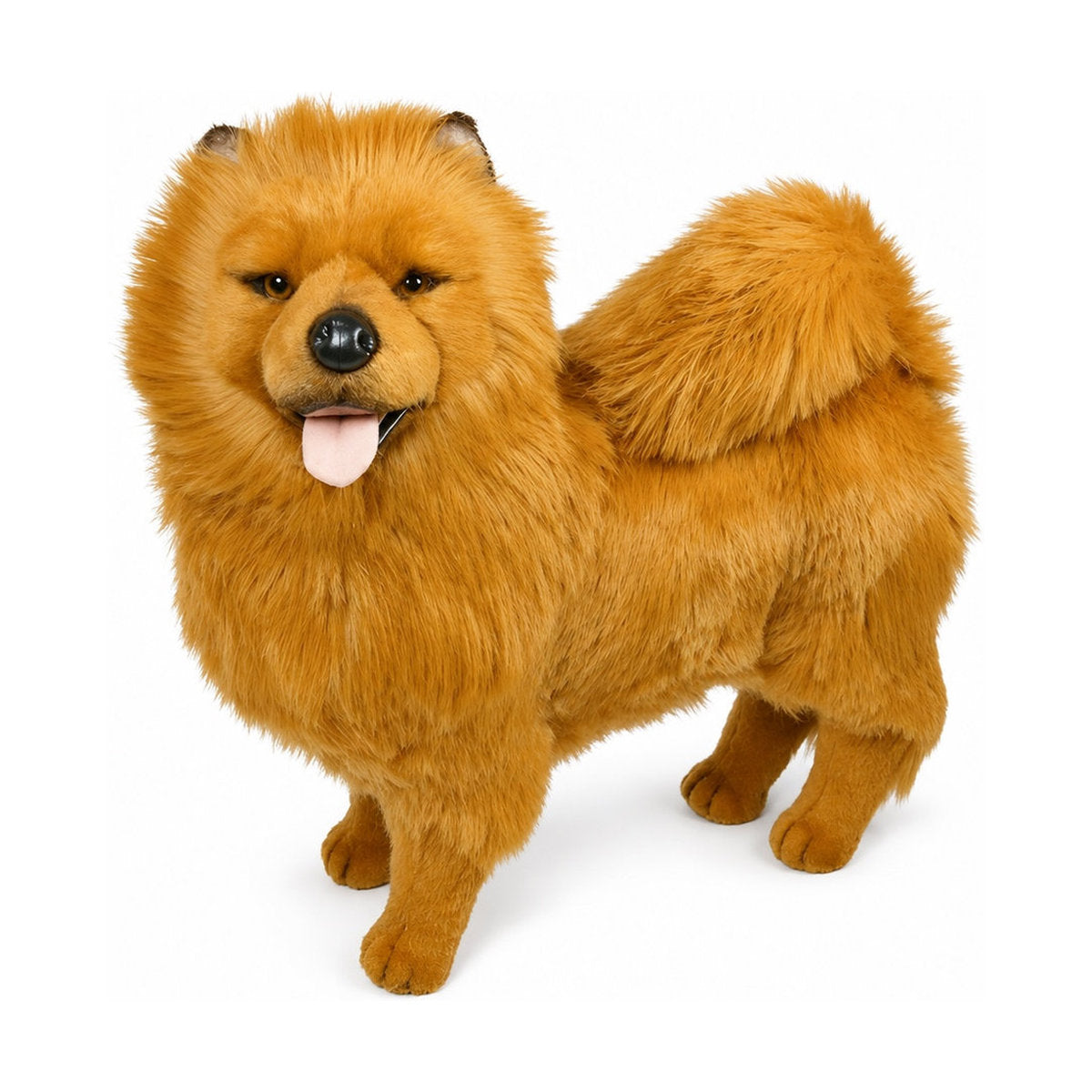 Piutrè Chow-Chow rot