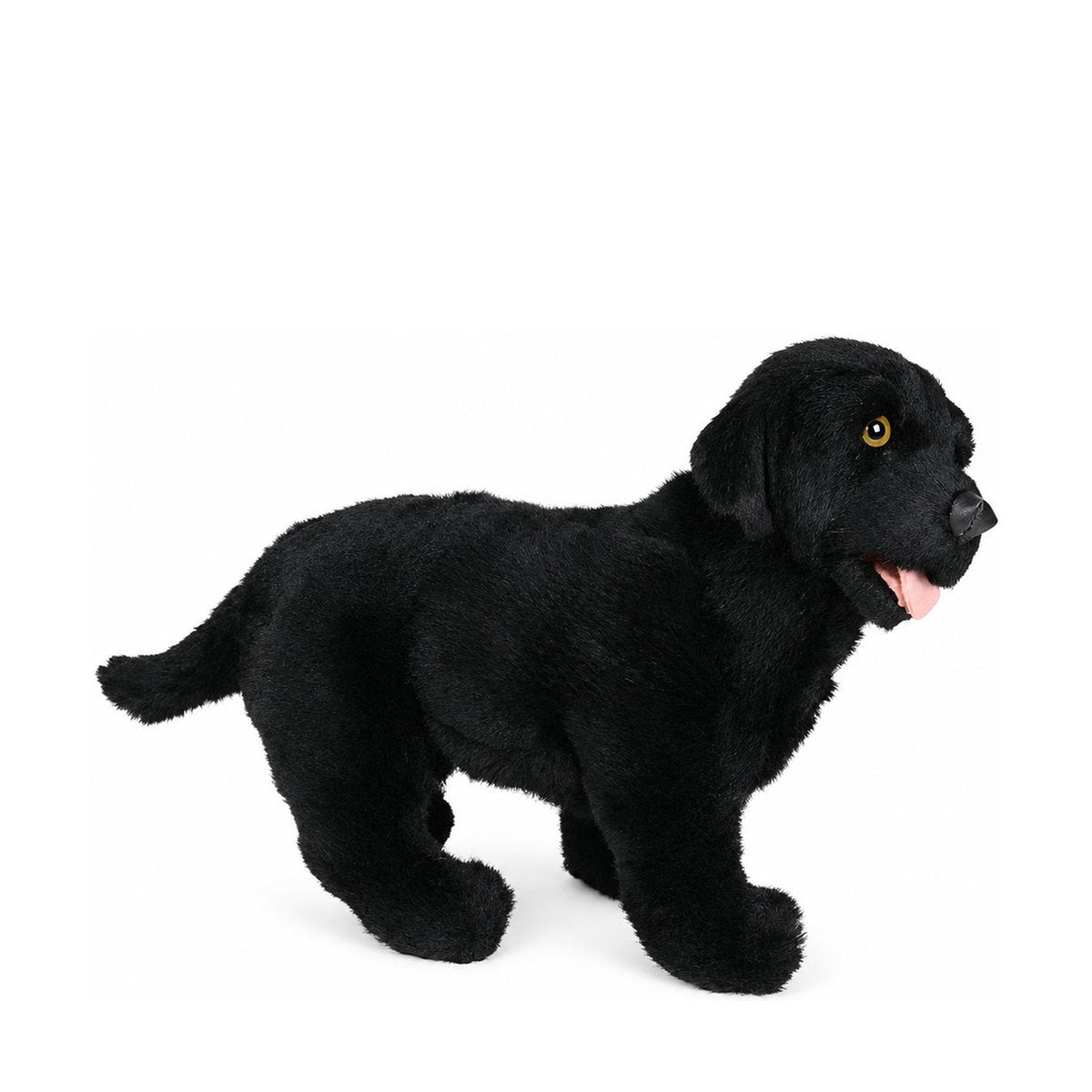 Piutrè Labrador Retriever schwarz