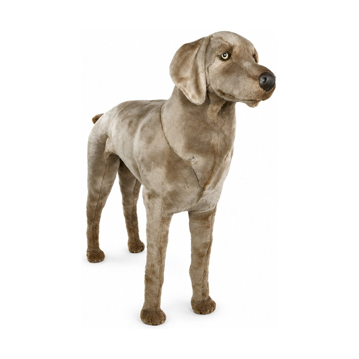 Piutrè Weimaraner