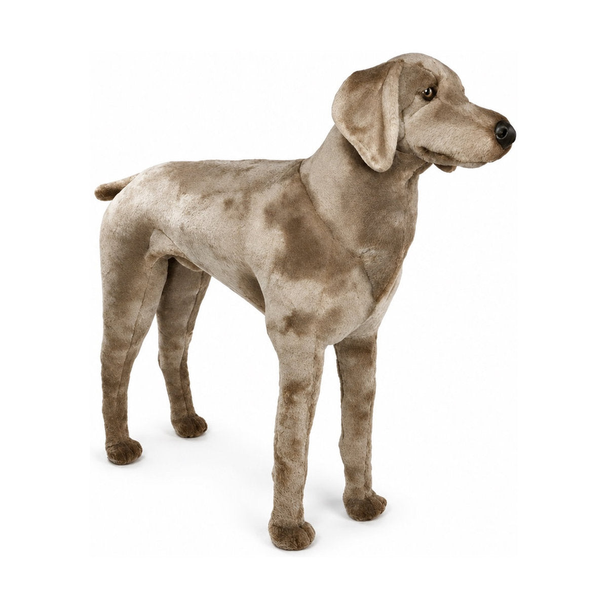 Piutrè Weimaraner