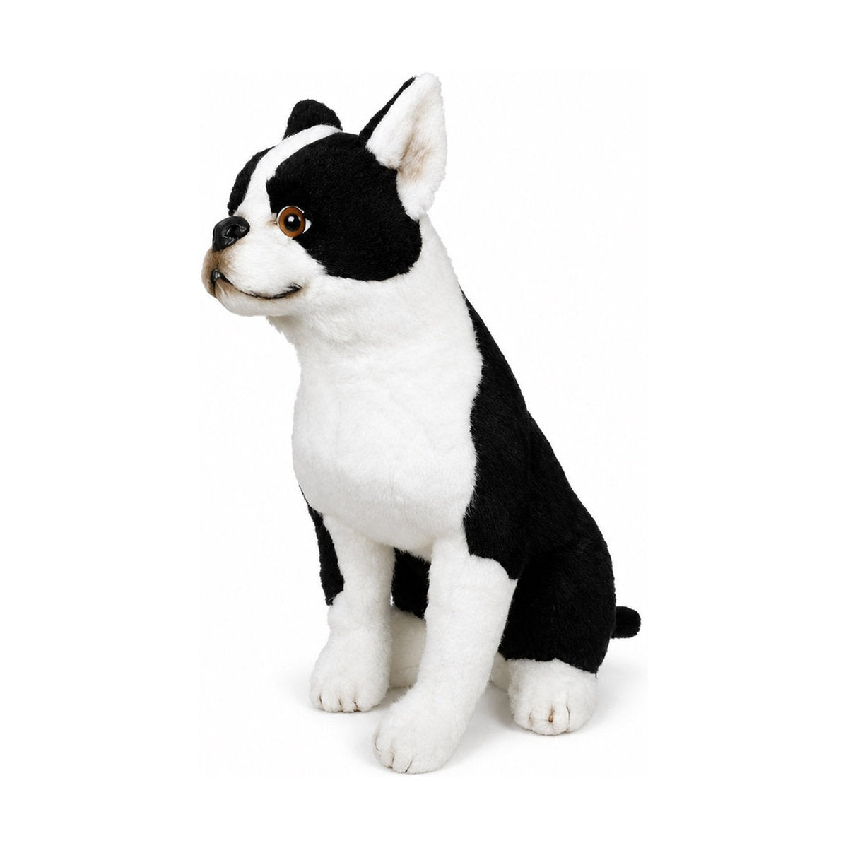 Piutrè Boston Terrier