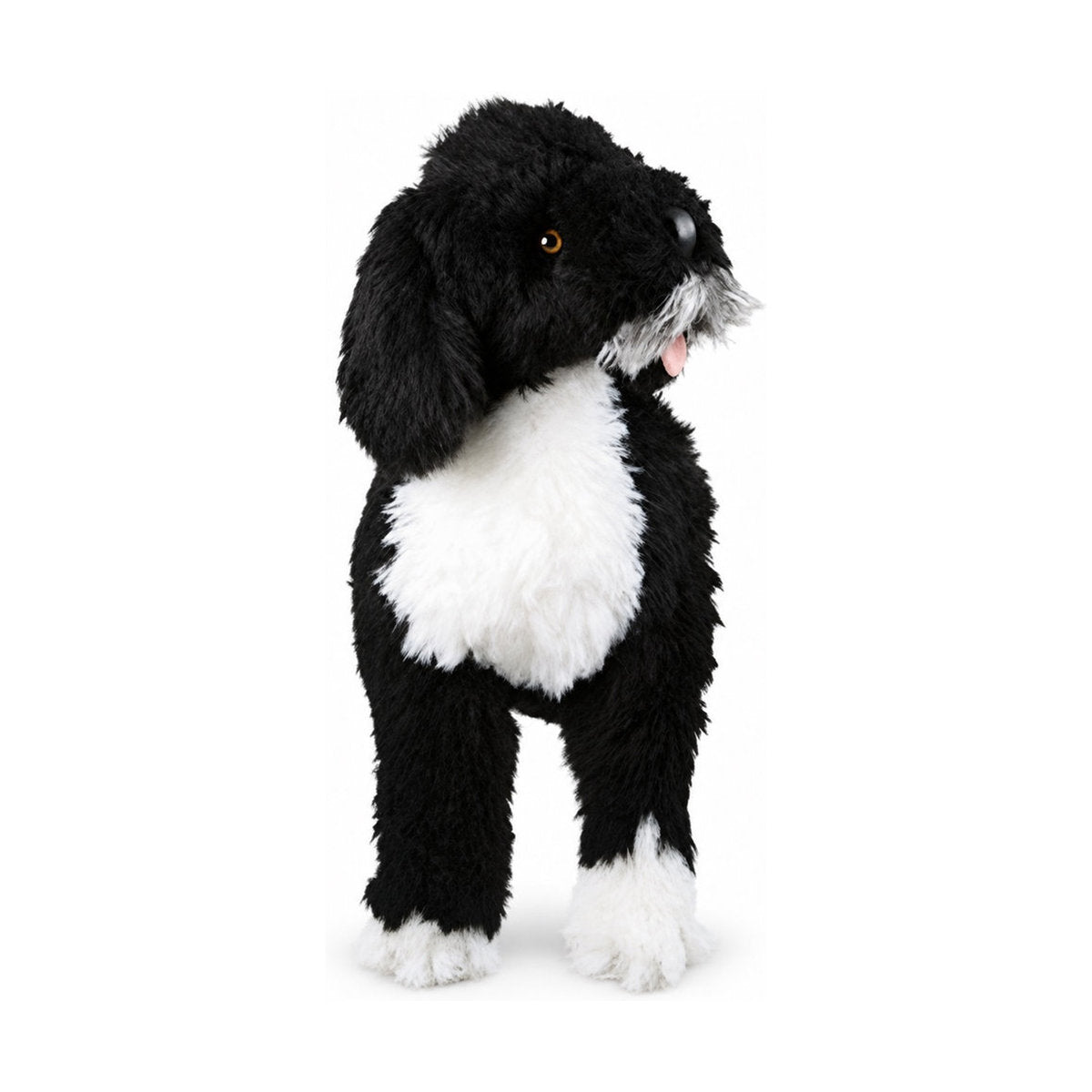 Piutrè Portugiesischer Wasserhund