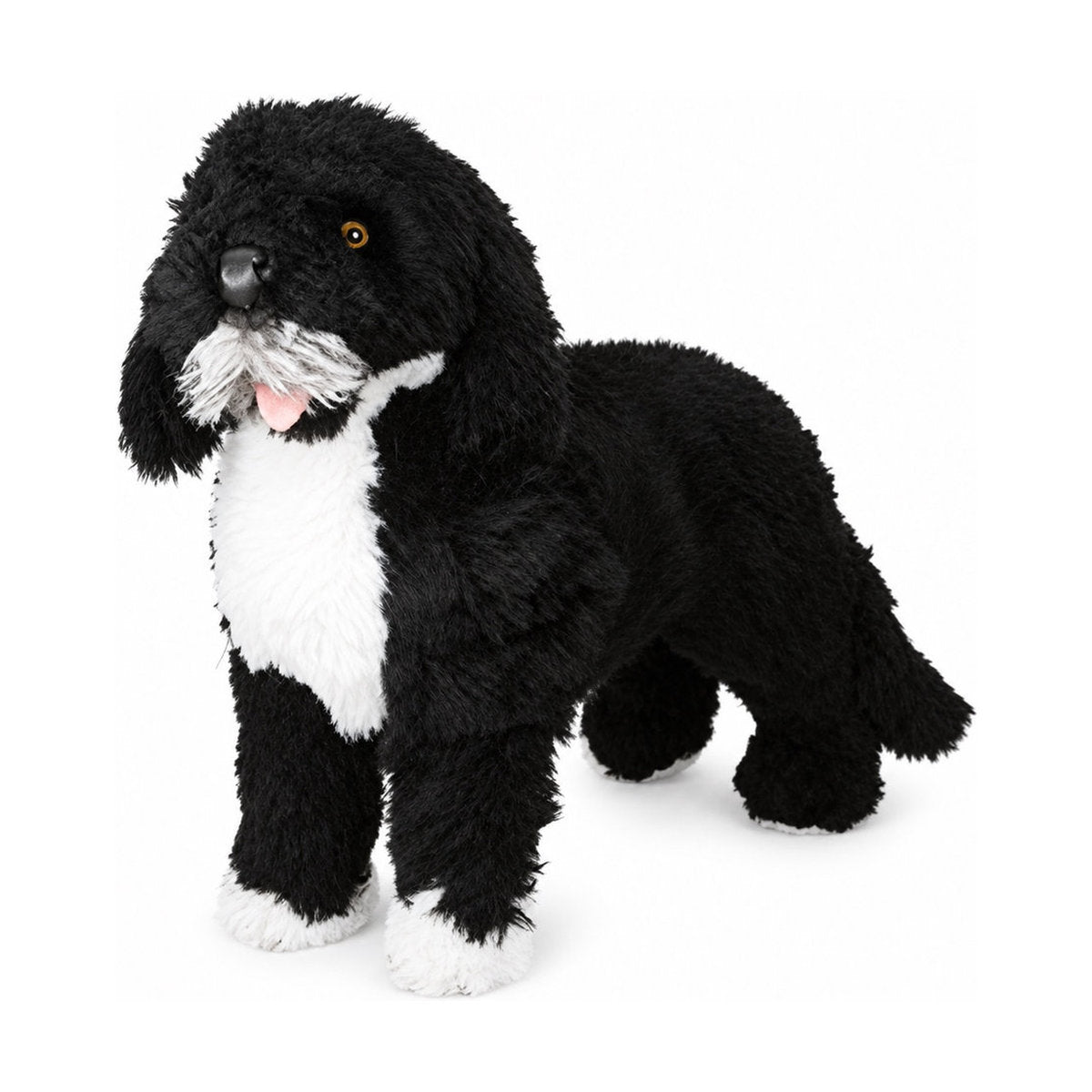 Piutrè Portugiesischer Wasserhund